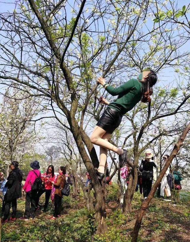 中国式赏花：春天来了，树上开满了大妈和小孩