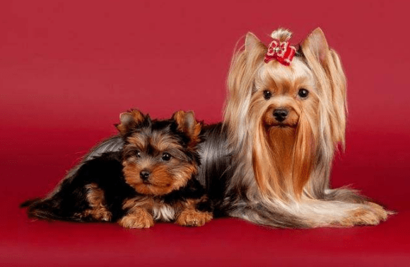 约克夏生理期多少天 狗狗