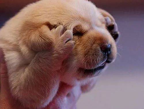 受不了了,且容in一边再萌一会去作者自述:这次带来q版的初代,赛文