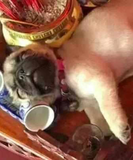 哈巴狗獨家偷喝白酒，喝醉酒後大出洋相，主人看後又好氣又好笑 萌趣萌寵 第4张