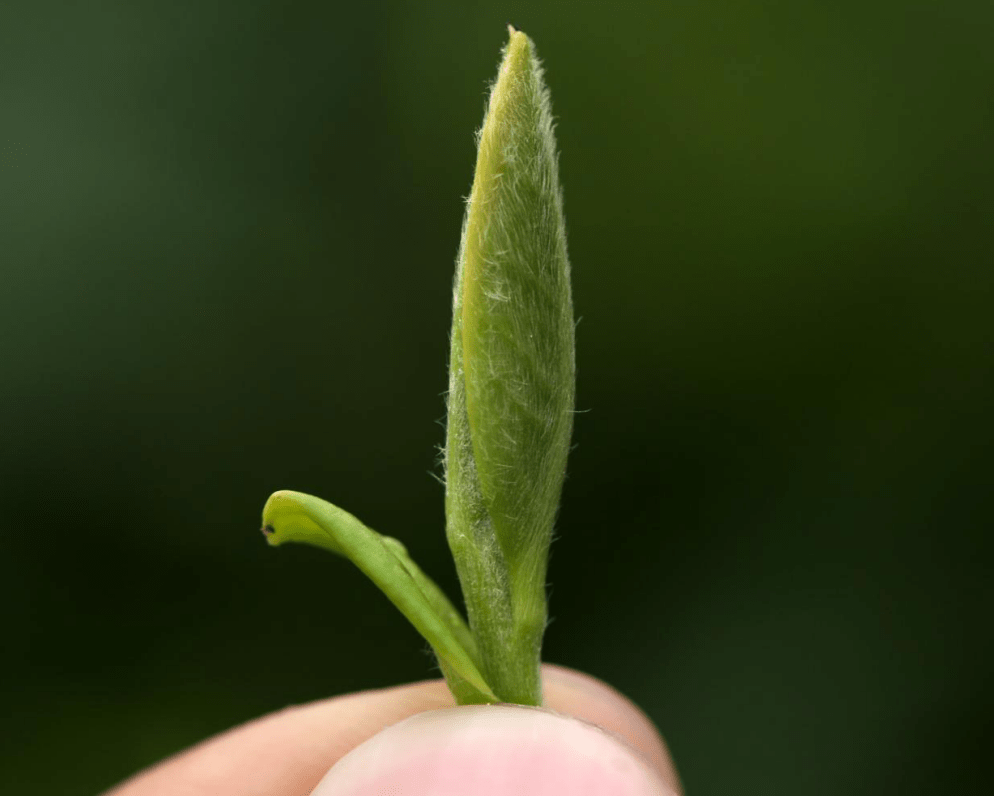馥益茶说丨白毫银针是什么茶?