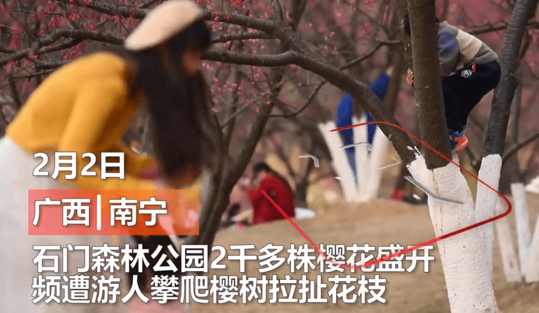 恶习难改！广西一公园2000株樱花盛开，游客攀树扯枝现象频发