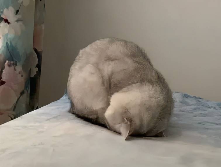这些猫的睡姿千奇百怪,高难度猫咪睡姿惊掉你下巴