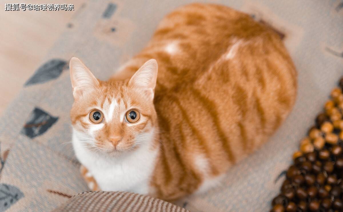 养橘猫是什么样的体验 十个铲屎官里就有两个养大橘 大橘为重啊 猫咪