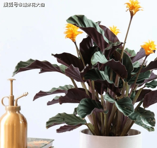 开花最大的植物品种 6c01e350c2774f1aac92df966091199e.png