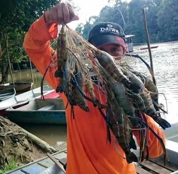 湄公河大虾泛滥，一只就1斤重当地人发愁，中国吃货：等我去拯救