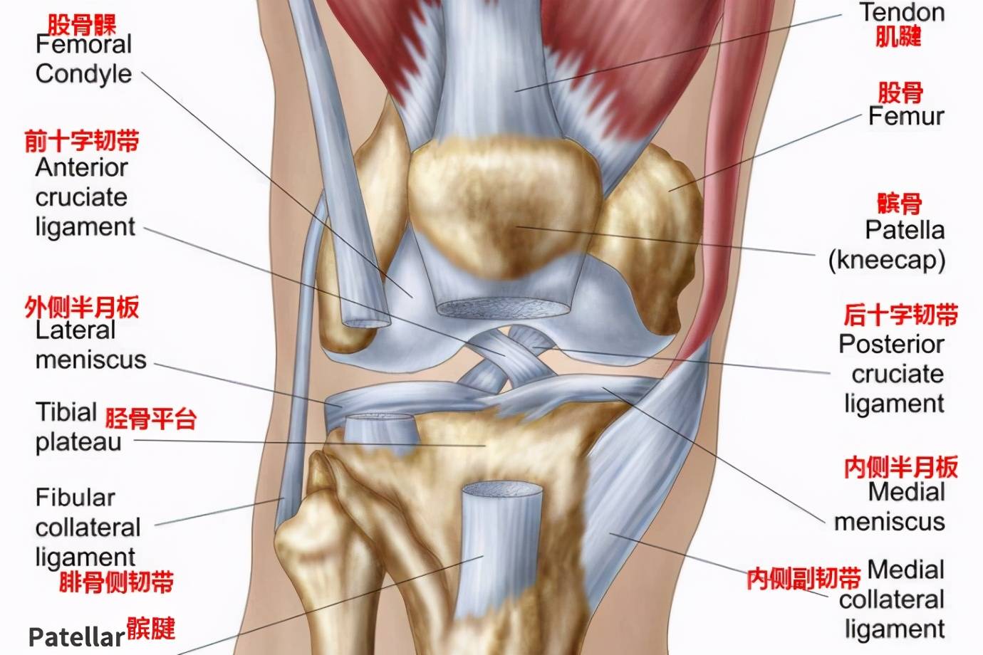 初学者拉韧带的方法图 压腿的正确方法图解
