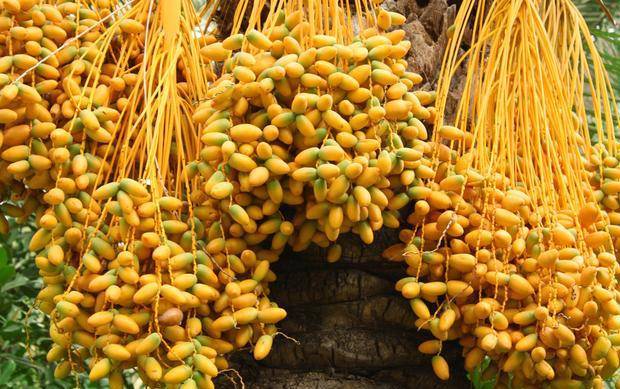 一样是椰枣黑椰枣和黄椰枣有啥区别记住这3点再也不怕买错