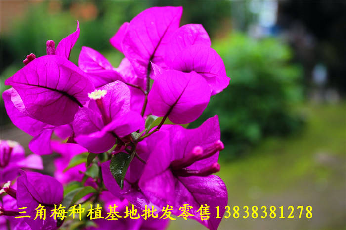 精品三角梅花卉 9a3a0cb718f246a8a18bbfb5eb5ed235.jpeg