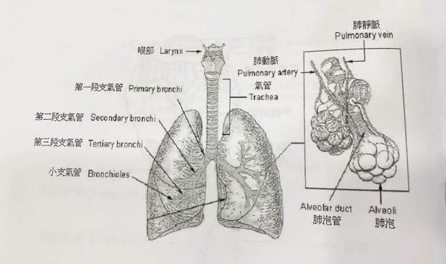 備考ifa | 關於生理解剖,你必須要掌握這幾張圖!【2】