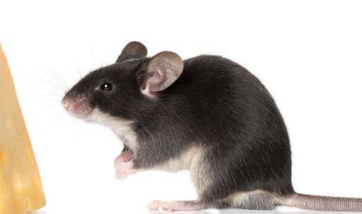 鼠什么时候出洞 4aa60dc78ba646f88db8a7bdc69a241e.jpeg