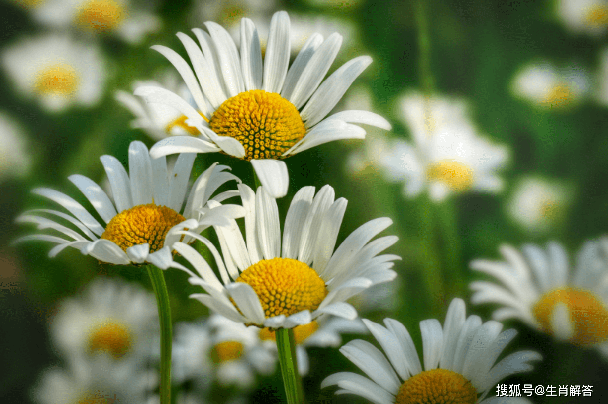 锦花什么月成语_草什么花什么成语(3)