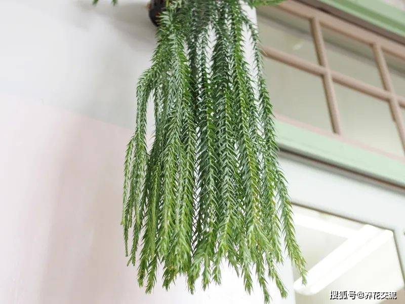 模样独特的垂枝石松，和蕨类植物一样好养，适合吊盆养护_搜狐网