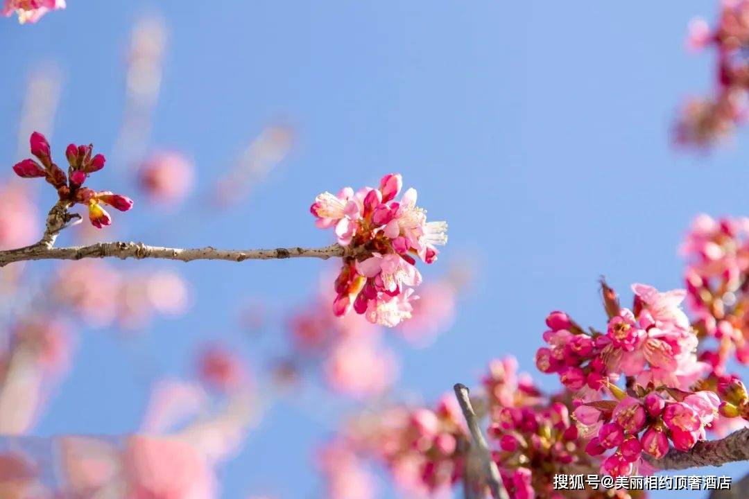 立春了 樱花季来了 但大理的樱花是从何而来的呢 旅景网