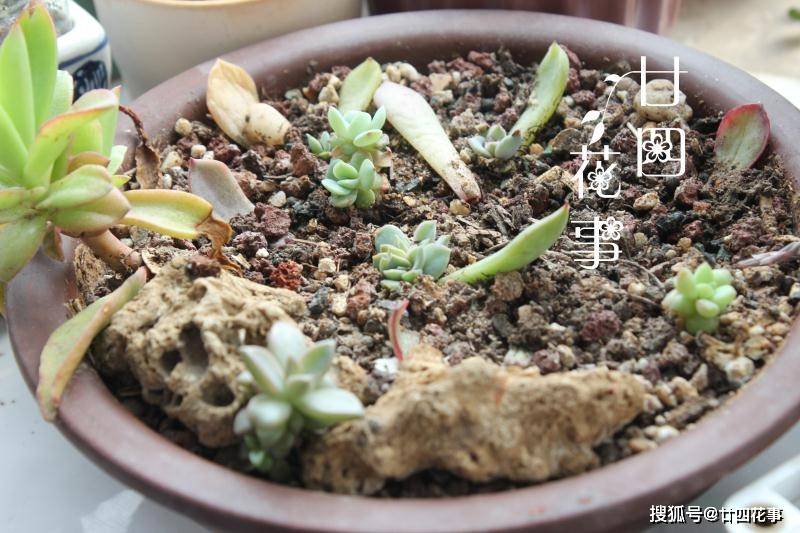 多肉叶插怎么发芽 1cfa9b11d9a4434298510ccf88475d66.jpeg