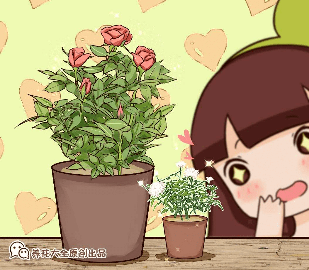 只有硬币大小的月季 开花能力一点也不差 还很好养护 土壤