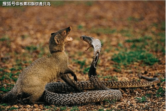 一物降一物:眼镜蛇的毒老虎都扛不住,见了蛇獴却瑟瑟发抖只想逃_毒蛇