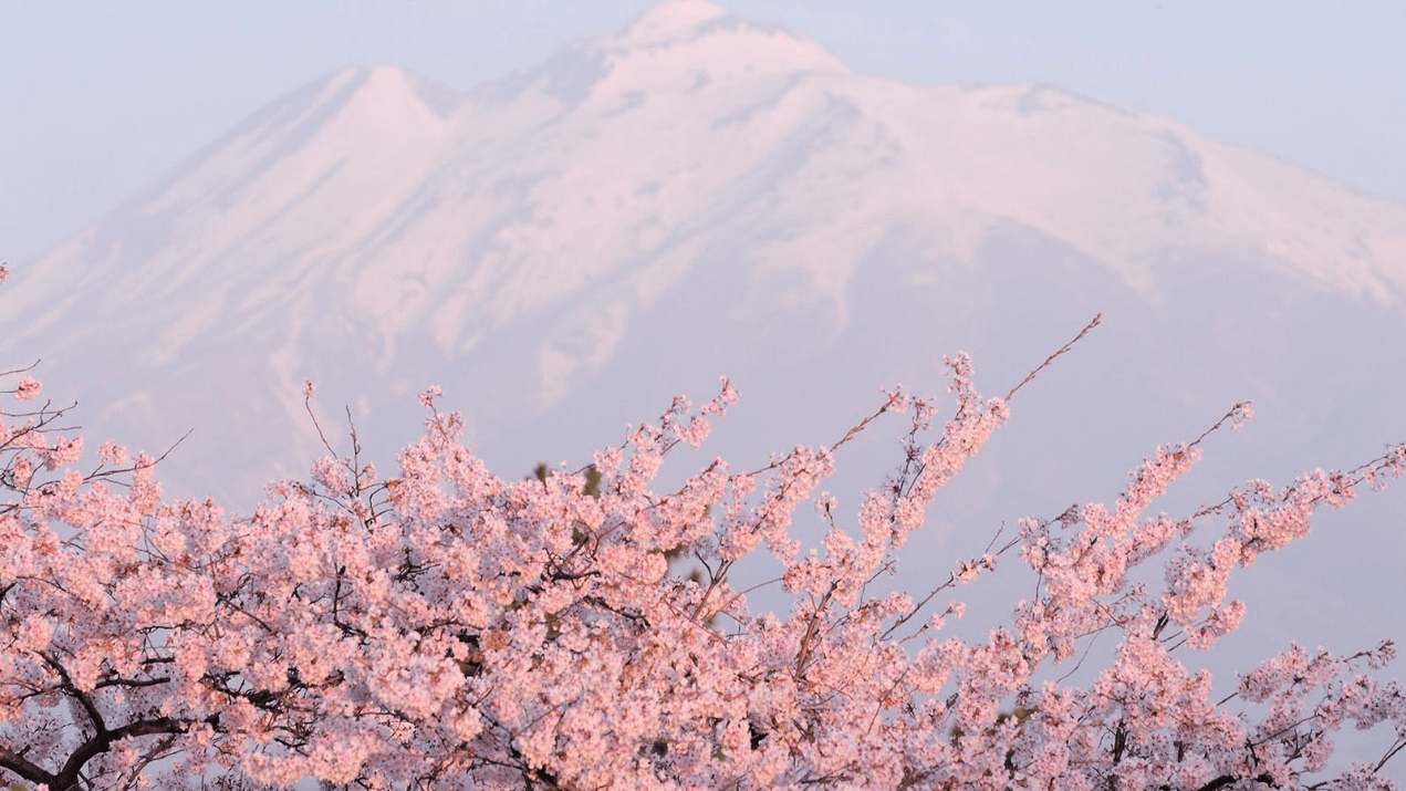 日本樱花宝宝吃了有毒吗 宝宝吃了保鲜卡有毒吗