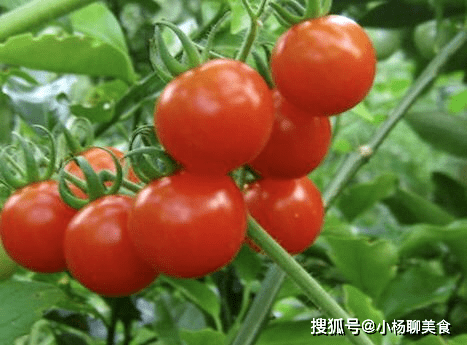 冬天可以种植西红柿吗 8c38bcad82f046468ac6b4872a4fd38a.png