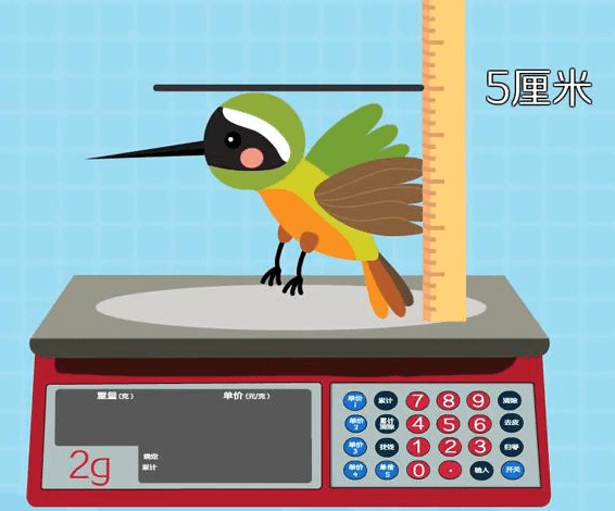 原创世界级小可爱蜂鸟能在空中悬停交配鸟窝有硬币大小