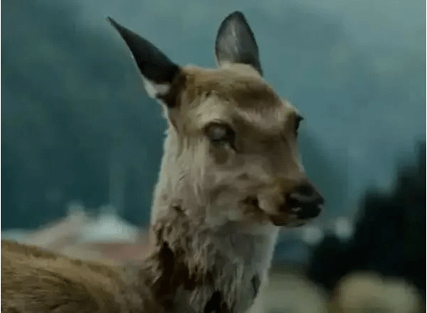 再看釜山行病毒源头并不是那头鹿看了10遍才发现是它