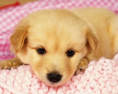 狗为啥会细小 0ad831e7441c47f481dbbf186ec10fe1.jpeg