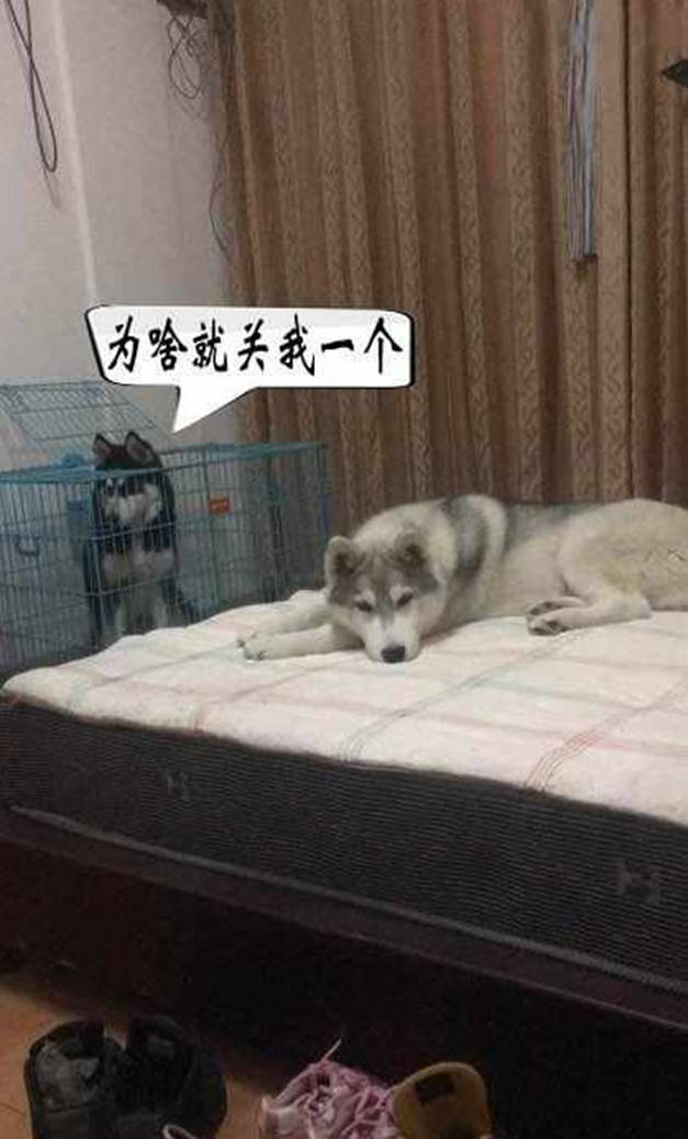 哈士奇闖禍被關，竟如此「控訴」不公待遇，主人看了忍俊不禁 萌趣萌寵 第1张