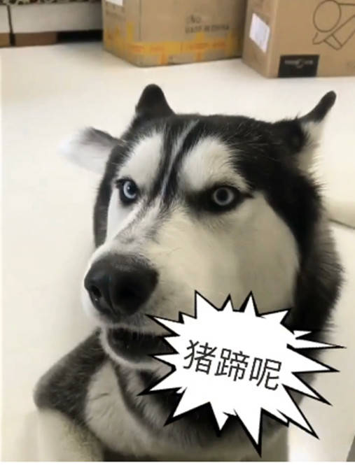 哈士奇愚人節被騙，竟如此「回懟」主人，網友看了直呼已笑哭 萌趣萌寵 第3张