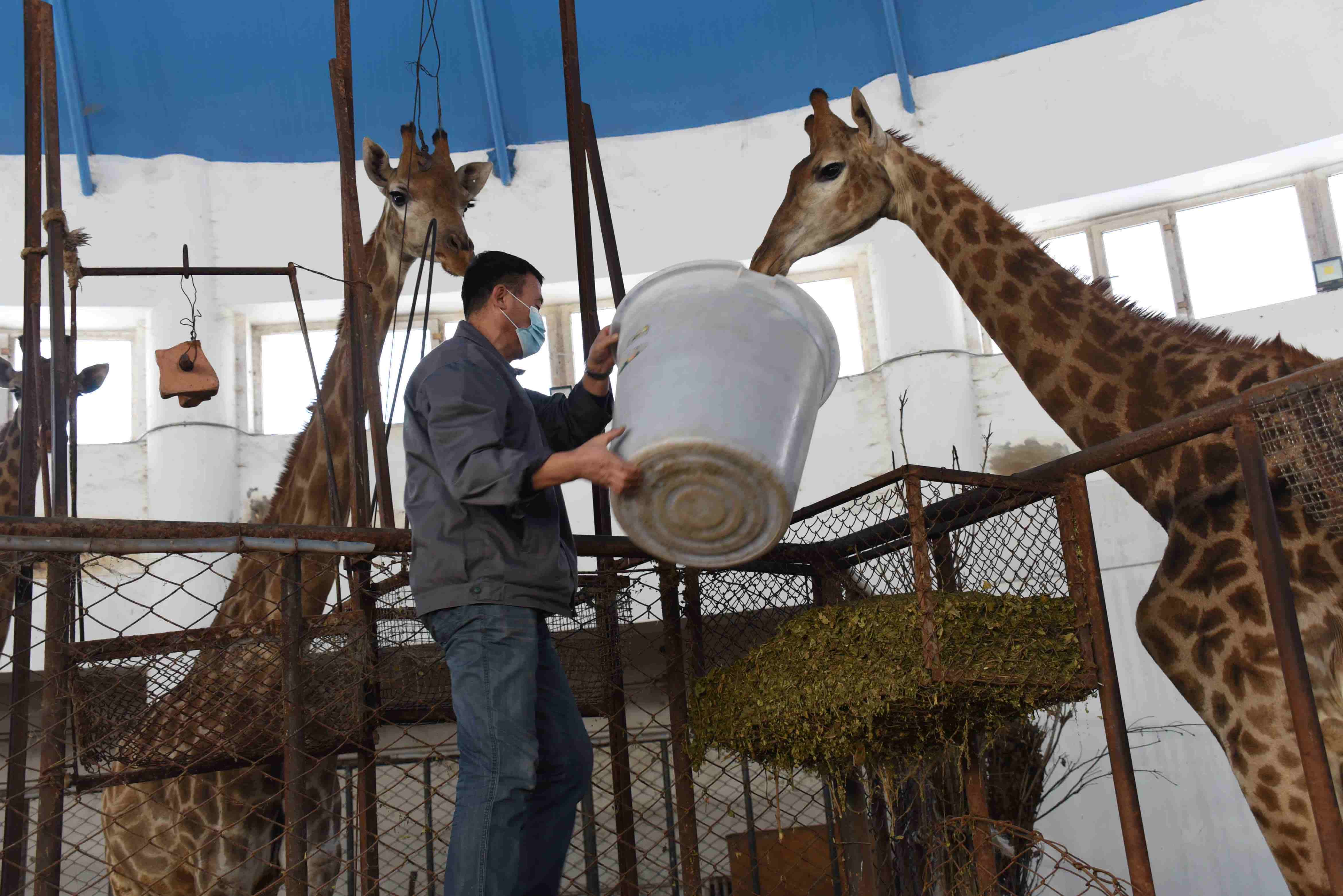 动物饲养员苗学文:和长颈鹿一起过春节
