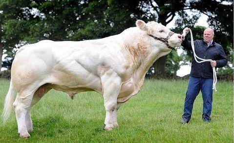 牛年说牛全球最大的牛有多大体重可达一吨半老虎见了都打怵