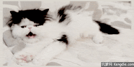 猫咪伸懒腰表情包gif图片
