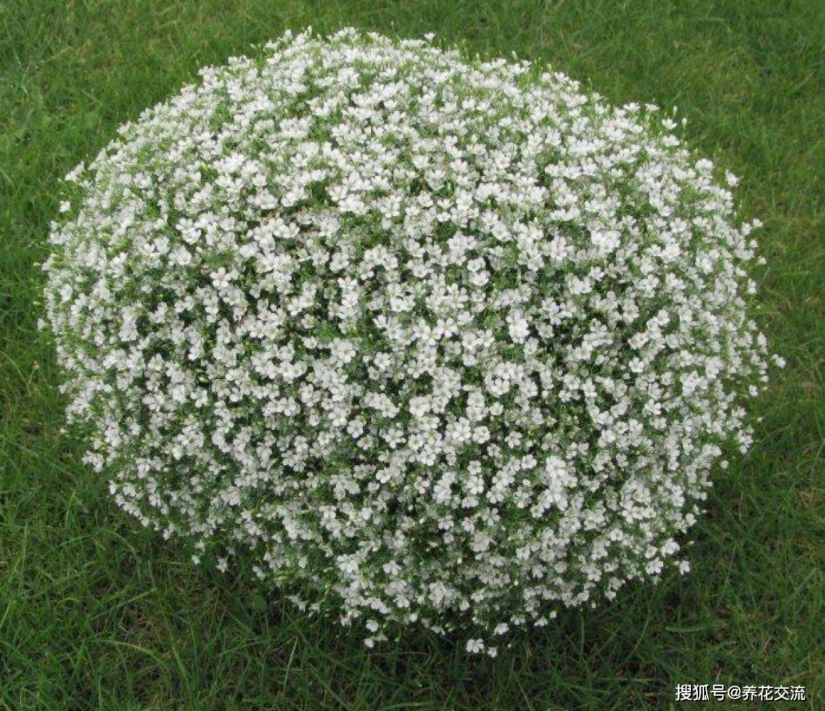 原创花市上开花灿烂的吉普赛满天星到了夏天就容易挂可花期真的长