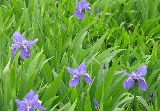 原创几块钱就能买一大盆的鸢尾花浪漫的紫色颜值高生命力顽强