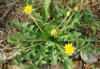 婆婆丁 391cc56edceb443f999f99696b1c81a7.jpeg