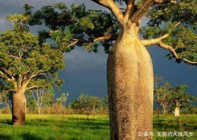 沙漠中的“生命之树”，能够储存2吨水，引进国内后却让人无语！