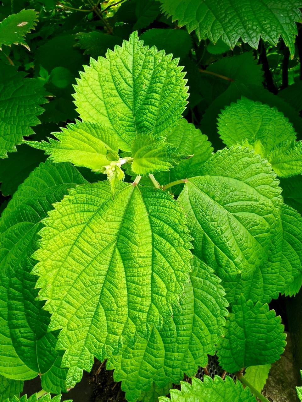 千奇百怪的植物叶子随便一拍好神奇