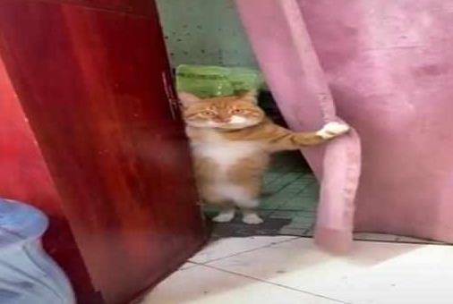 橘猫迎接铲屎官回家,一把掀开门帘的表情亮了:来了啊老弟