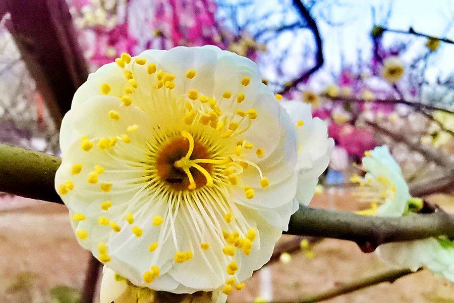 武汉:满城梅花开 喜庆报春来 市花绽放 美图欣赏