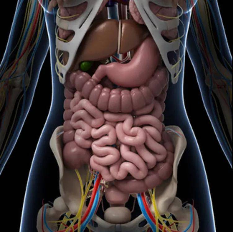 腹腔器官位置图高清图片