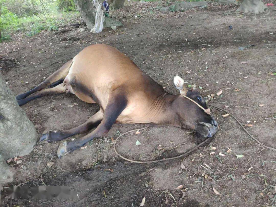 黑龙江杀7人嫌犯遗体被找到:烧的目的是什么,下毒的另有其人?