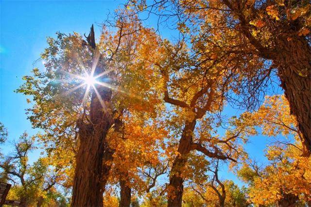 追寻中国最美的秋色，内蒙大漠胡杨林，童话王国的绚烂色彩