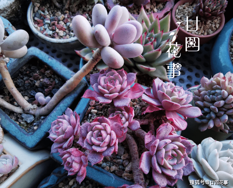 雨水到惊蛰 养多肉这事别忽略 做好春天尽情变美 轻松度夏 虫卵