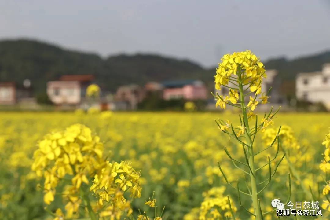 【新春走基层】新春佳节至 瑶乡百花开