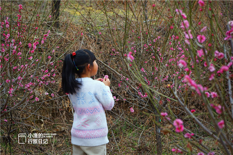 二三月去哪玩？西安秦岭深处千亩梅林，踏青赏花吸氧拍照，免费！