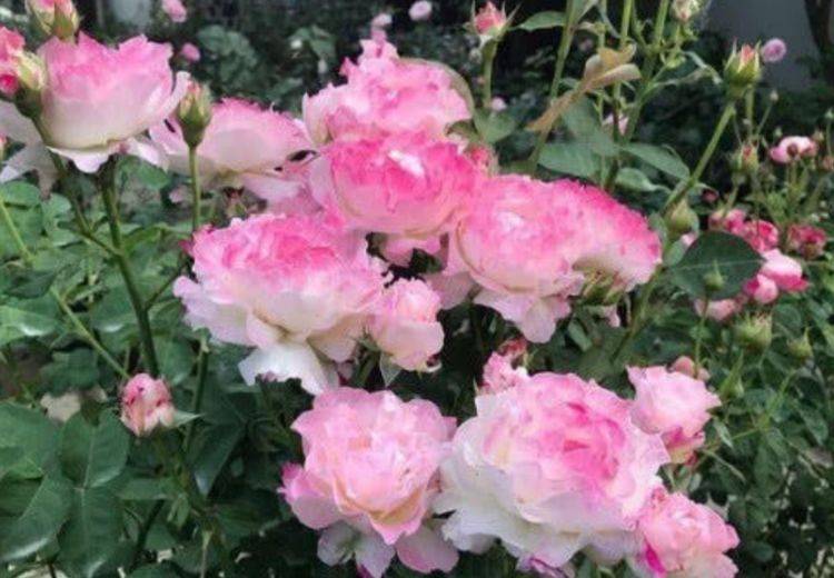 家里种什么花好活 1aff2fc35b4e4b7194aeb1cf82727321.jpeg