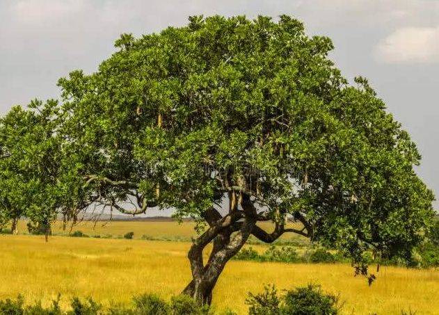 非洲人不愿种地，那靠什么生存呢？当地人：有“大香肠树”就够了