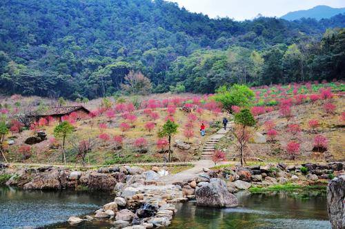 赏花何须去远方，广州10大赏花胜地，约上三五好友周末走起