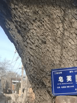 遗址,而是这村子里众多枝繁叶茂的古树,尤其是数百年树龄以上的皂角树