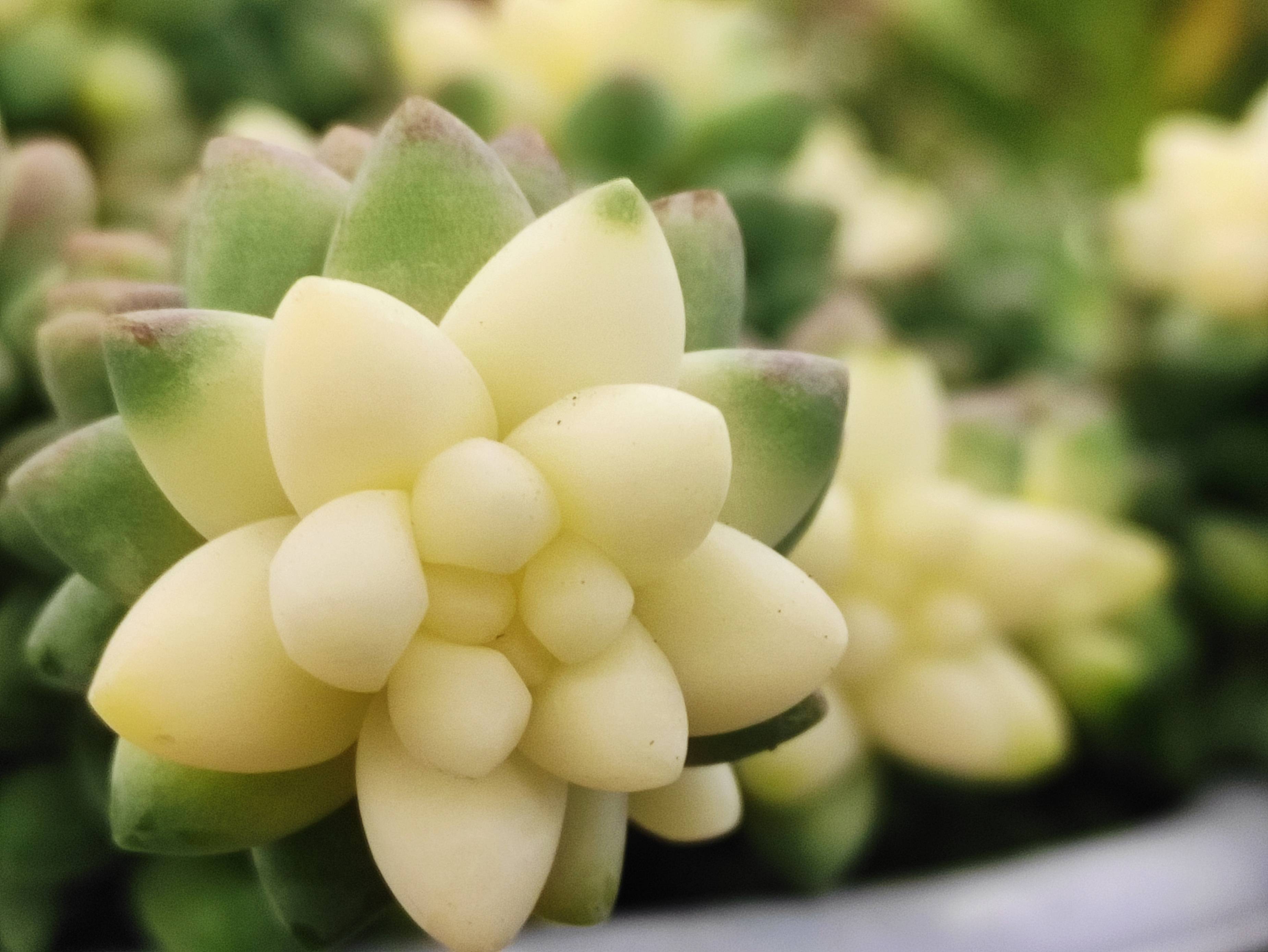 放在家中聚财的多肉