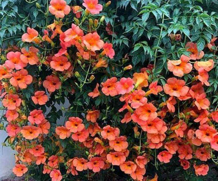 养花试试这几款 花开繁盛花香怡人 家里种1棵 能开出一面花墙 开花